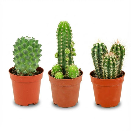 Mini Kaktus Sæt - ↕5-10cm - Ø5,5cm - 3x