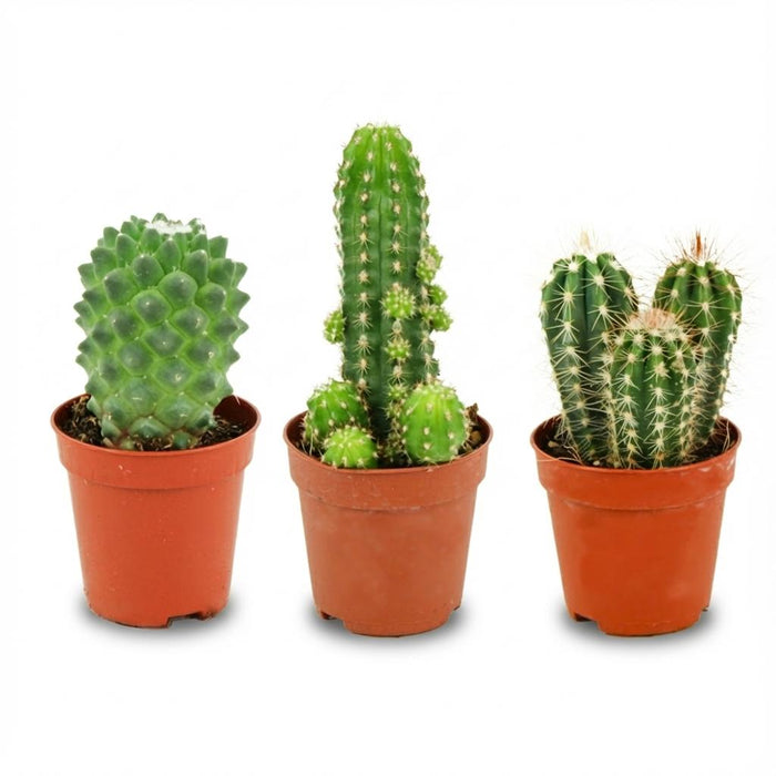 Mini Cactus Set - ↕5-10cm - Ø5,5cm - 3x