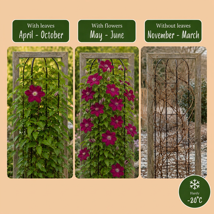 Clematis Rouge Cardinal - Bosrank Rode Kardinaal 6x - Rood - Klimplant - Ø9cm - ↕35cm