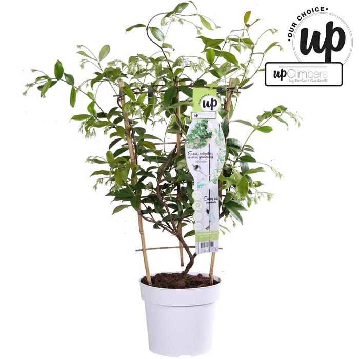 Trachelospermum 'Star of Venice' - Toscaanse Jasmijn Wit - ↕65cm - Ø15cm