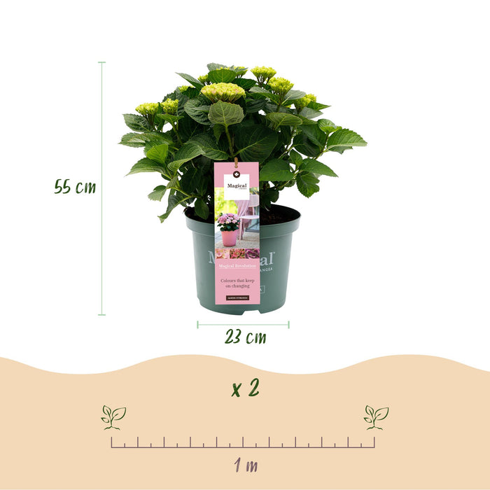 Terrasplant - Hortensia - Hydrangea Magical Revolution Pink - Pink - 6-10 Bloemen - Pot 23cm Hoogte 55cm