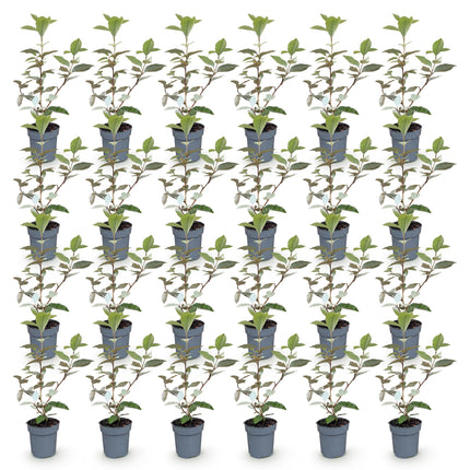Eleagnus ebbingei Compacta - Olijfwilg - 24x Haagplanten - Groenblijvend - Grijs - Pot 9cm - Hoogte 25-35cm