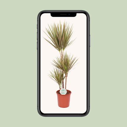 Dracaena Bicolor - Pianta del drago - ↕115cm - Ø24cm