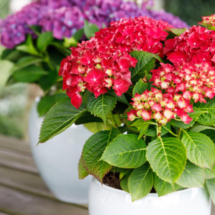 Hortensia - Hydrangea Forever & Ever - Rood - 7-12 Bloemen - 2x - ↕55cm - Ø23cm