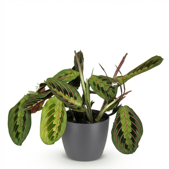 Maranta Fascinator Tricolour - Gebedsplant - met grijze plantenpot - ↕25cm - Ø12cm