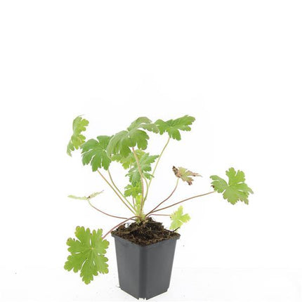 Geranium macrorrhizum 'Ingwersen's Variety' - ↕10-25cm - Ø9cm - 48x