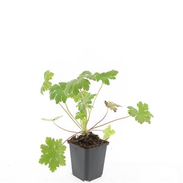 Geranium macr. 'Ingwersen's Var.' - ↕10-25cm - Ø9cm - 48x