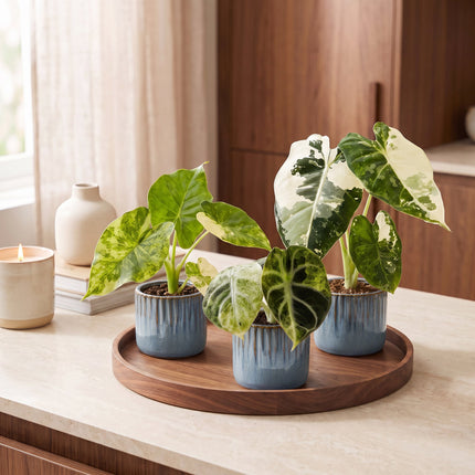 Baby Alocasia Tricolour Variegata 3x - Groen - Zwart - Variegata - Tropisch - incl. Linnea Misty Blue - Ø6cm - ↕5-15cm