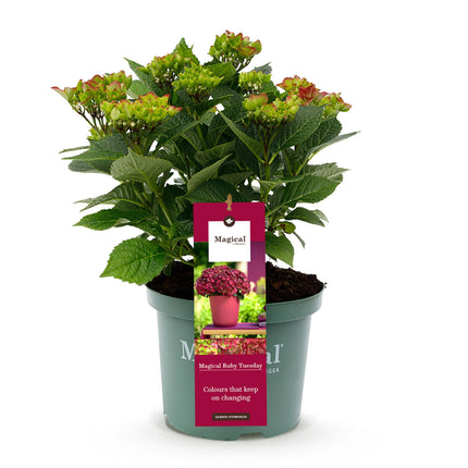Hortensia - Hydrangea Magical Teusday & Saphire - Rood - 6-10 Bloemen - ↕55cm - Ø23cm