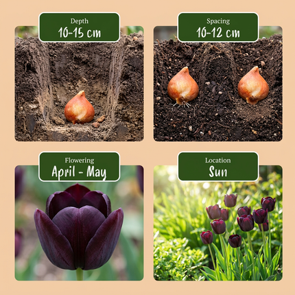 24x Tulipa Triumph Black - Bloembollen - Triomftulp - Donker Paars - Voorjaarsbloeier - Bolmaat 11/12