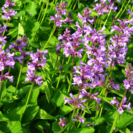 Stachys monieri 'Hummelo' - Betonie - ↕10-25cm - Ø9cm - 60x