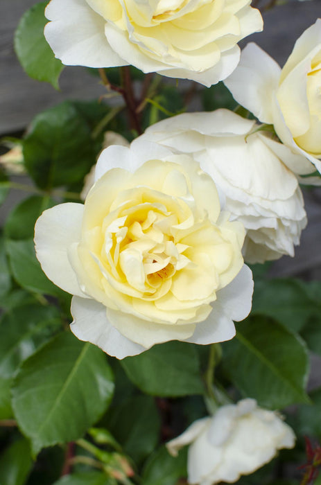 Rosa Crazy in love 'Vanilla' - ↕65cm - Ø15cm - 3x