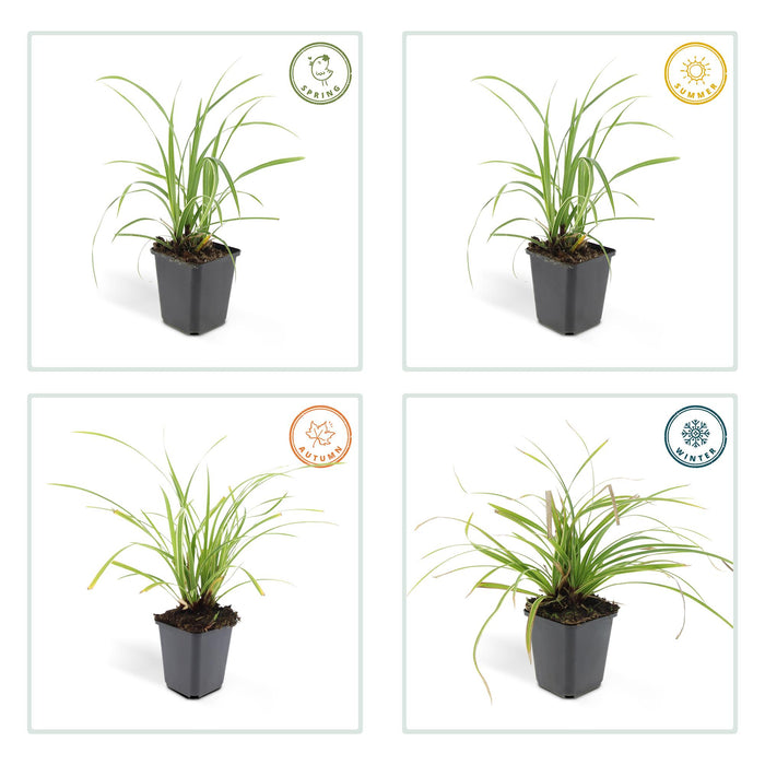 Carex morrowii 'Ice Dance' - Zegge - ↕10-25cm - Ø9cm - 40x