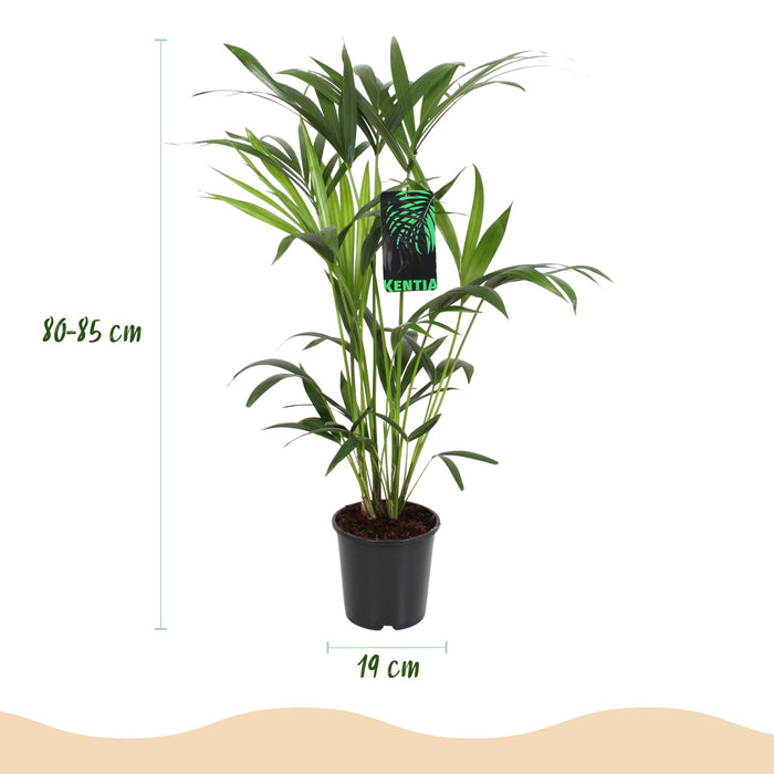 Howea Forsteriana - Kentia Palm - met grijze plantenpot - ↕80-85cm - Ø19cm
