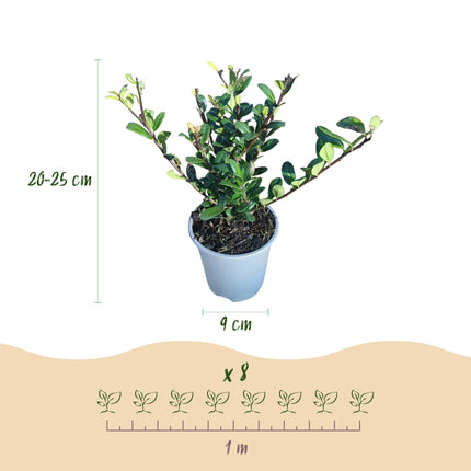 Ilex crenata 'Caroline' dressé - Feuillage vert - 8 plants - 1 mètre linéaire - Pot de 9 cm - Hauteur 25-30 cm