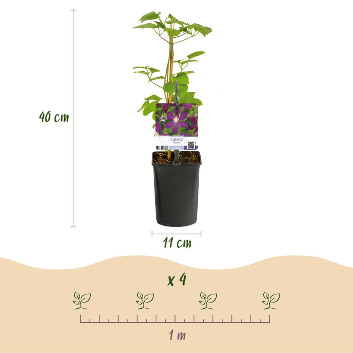 Clematis Mikelite - Bosrank - Bloem Paars - ↕40cm - Ø11cm - 2x