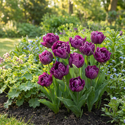 48x Tulipa Double Lilac - Bloembollen - Dubbele lila tulp - Paars - Voorjaarsbloeier - Bolmaat 11/12