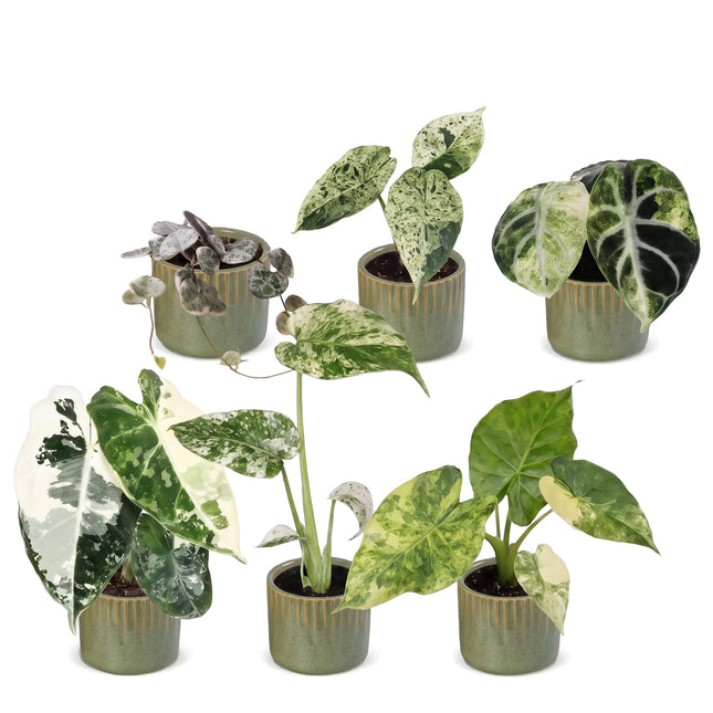 Baby Planten Variegata Mix - Diversen 6x - Tropisch - incl. Linnea Olive - Ø6cm - ↕10-15cm