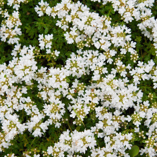 Thymus praecox 'Albiflorus' - Kruiptijm - ↕10-25cm - Ø9cm - 12x