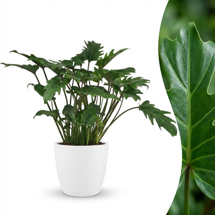 Philodendron Xanadu - Groen - met witte pot - ↕60cm - Ø19cm