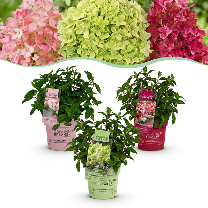 Hydrangea panniculata Groundbreaker Blush - Pluimhortensia - Roze-Groen-Rood - ↕20-25cm - Ø14cm - 3x