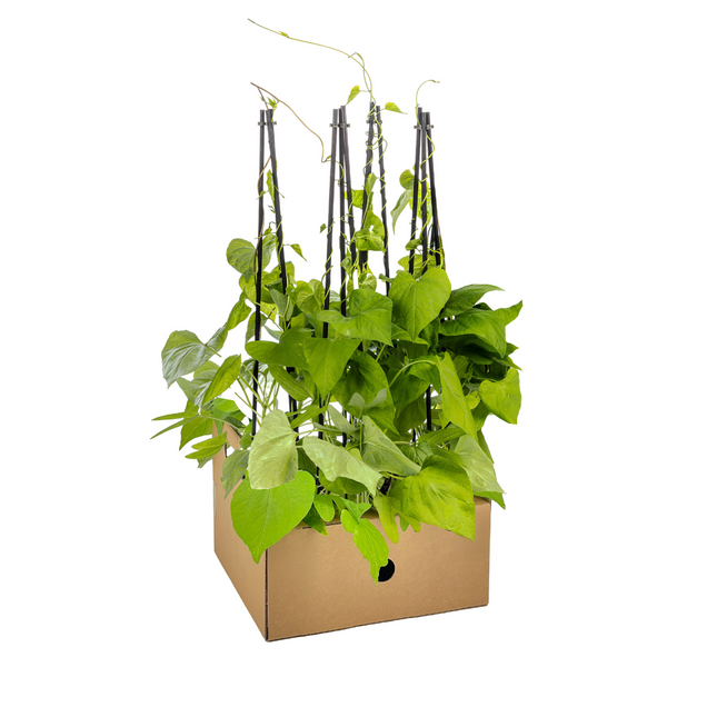 Dreifarbige Prunkwinde (Ipomoea tricolor Heavenly Blue) - ↕60cm - Ø13 cm - 4x