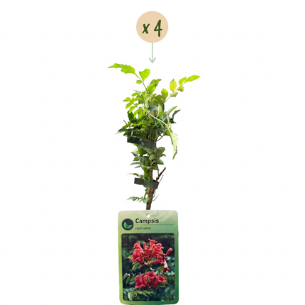 Campsis radicans - Trompetklimmer 4x - Oranje - Rood - Klimplant - Ø9cm - ↕35cm