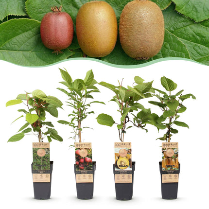 Actinidia Weiki & Hayward, Ken's Red, Golden Kiwi - Kiwiplant - 1 Mannelijke - 3 Vrouwelijke - Groen-Rood-Geel - ↕50cm - Ø15cm - 4x