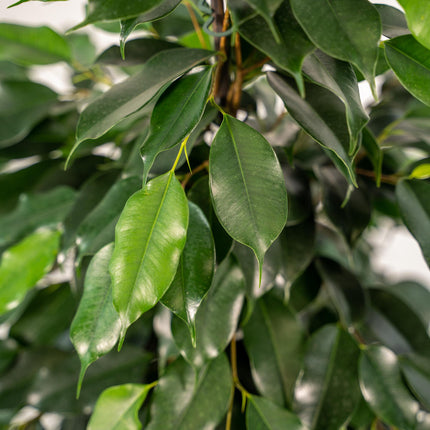 Ficus Benjamina Danielle in mand Selin - ↕95cm - Ø21cm