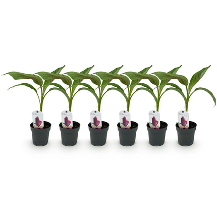 Bananier (Musa sikkemensis 'Red Tiger') - Rustique - Lot de 6 - Pot de 12 cm - Hauteur : 30 cm