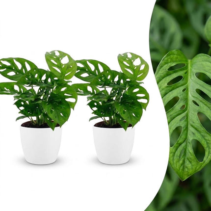 Monstera Adansonii - Rhaphidophora Tetrasperma - 2x - met Potter Wit - Pot 12cm - Hoogte - 25cm