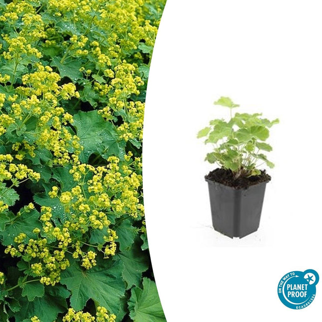 Alchemilla mollis - Manto di dama - ↕10-25cm - Ø9cm - 24x