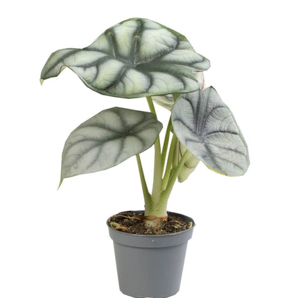 Alocasia Silver Dragon - Zilverdraak - Grijs - Tropisch - Ø6cm - ↕12cm