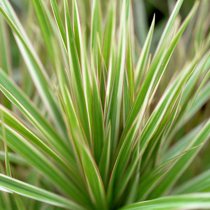Dracaena Marginata Bicolor - Drakenbloedboom - met mand - ↕90-100cm - Ø17cm - 2x