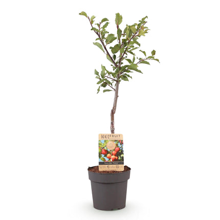Pruimen boom - Prunus domestica Victoria - Rode Pruim - ↕90cm - Ø21cm