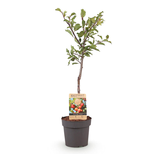Albero di prugne - Prunus domestica Victoria - Prugna rossa - ↕90cm - Ø21cm