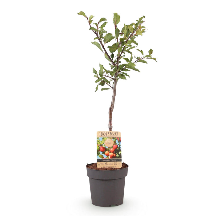 Fruitplant - Pruimen boom - Prunus domestica Victoria - Rode Pruim - Pot 21cm Hoogte 90cm