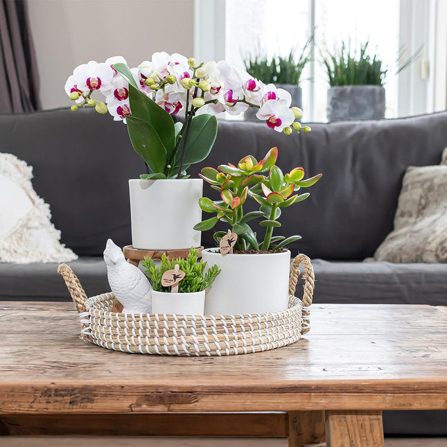 Kolibri Home | Maceta Simplicity - Maceta decorativa de cerámica - Blanca - 6 cm