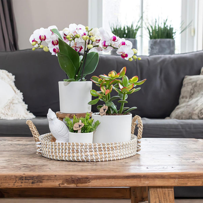 Kolibri Home | Simplicity bloempot - Keramieken sierpot - Wit - 6cm