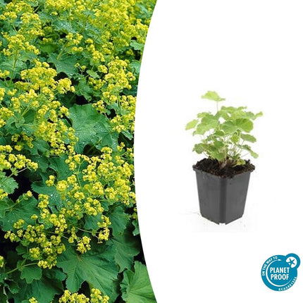 Alchemilla mollis - Vrouwenmantel - ↕10-25cm - Ø9cm - 48x