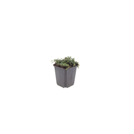 Thymus praecox 'Purple Beauty' - Kruiptijm - ↕10-25cm - Ø9cm - 6x