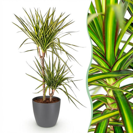 Dracaena Sunray - Drakenbloedboom - met grijze plantenpot - ↕90-100cm - Ø21cm
