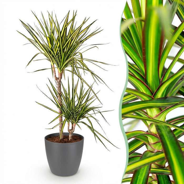 Dracaena Sunray - Dragon Tree - with grey plant pot - ↕90-100cm - Ø21cm