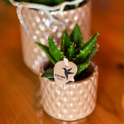 Kolibri Orchids | Gift Set Diamond Pearl Zand - Witte Phalaenopsis Orchidee Mineral Amabilis & Succulent