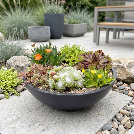 Alpine mix - Ø7cm - ↕10-12cm - 24x