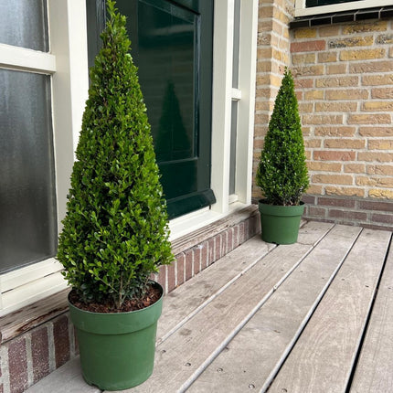 Ilex pyramid - ↕55cm - Ø21cm - 1x