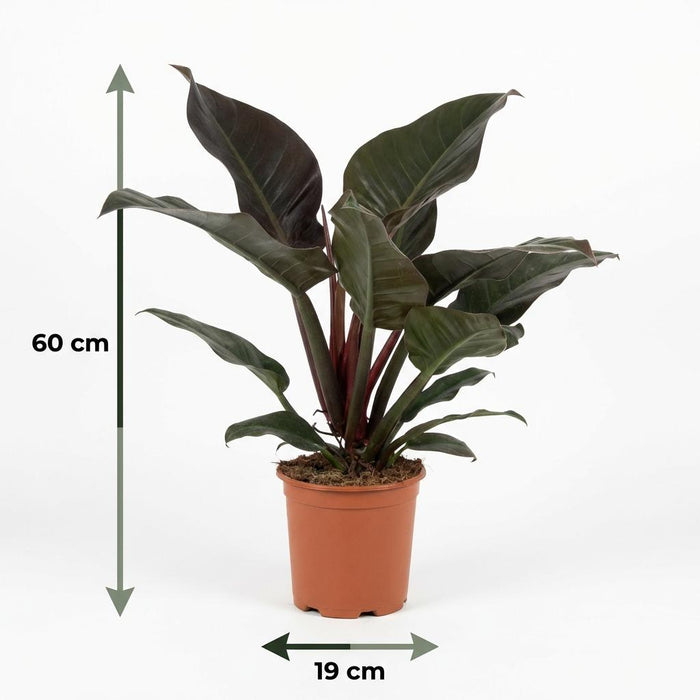 Philodendron Imperial Red - Rood - ↕60cm - Ø19cm
