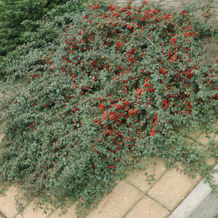 Cotoneaster dammeri 'Major' - Dwergmispel - ↕25cm - Ø9cm - 24x