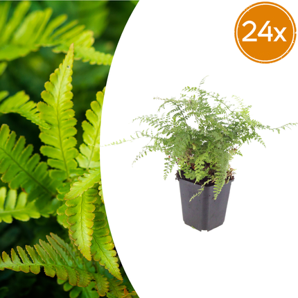 24-teiliges Polystichum-Set „Herrenhausen“ – ↕10–25 cm – Ø9 cm