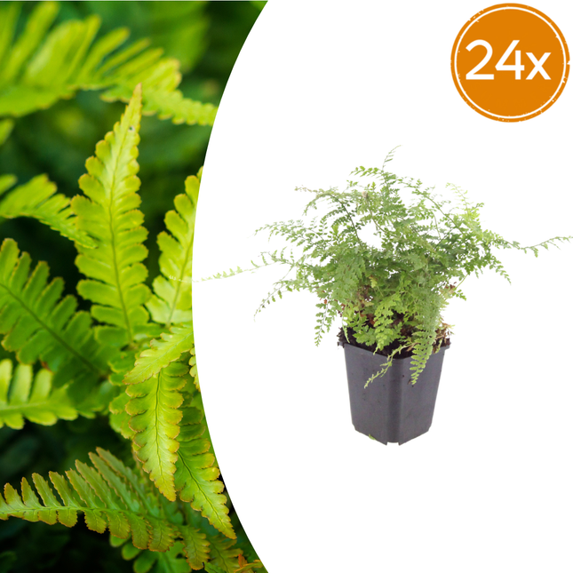 Felce ad ago morbido - Polystichum setiferum 'Herrenhausen' - ↕10-25cm - Ø9cm - 24x